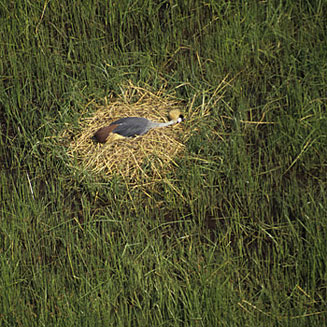 Balearica regulorum (Grey Crowned crane, Crowned crane)