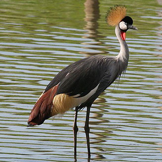 Balearica regulorum (Grey Crowned crane, Crowned crane) 