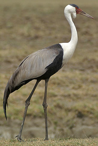 Bugeranus carunculatus (Wattled crane) 