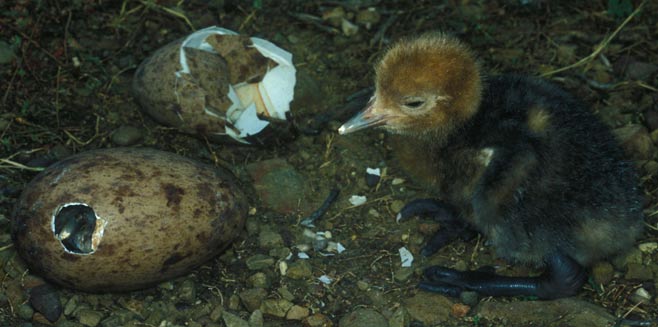 Anthropoides paradiseus (Blue crane) 