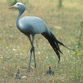 Anthropoides paradiseus (Blue crane) 