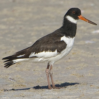 Haematopus ostralegus (Eurasian oystercatcher) 