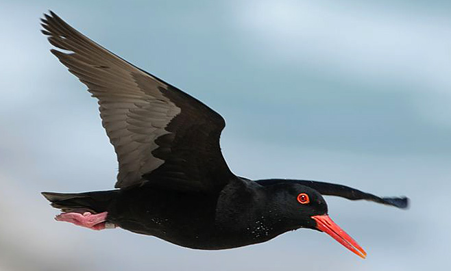 Haematopus moquini (African black oystercatcher) 