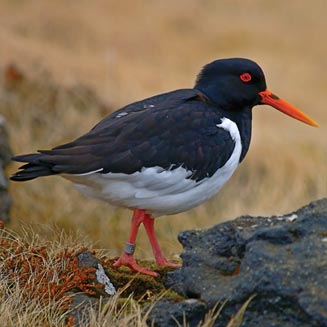 Haematopus ostralegus (Eurasian oystercatcher) 