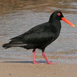 Haematopus moquini (African black oystercatcher) 