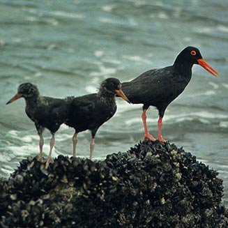 Haematopus moquini (African black oystercatcher) 