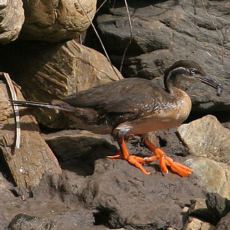 Podica senegalensis (African finfoot) 