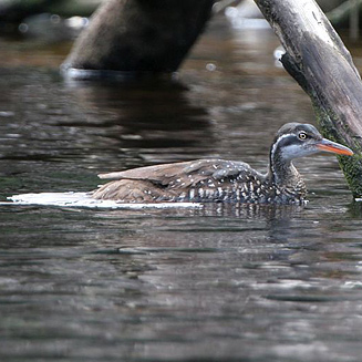Podica senegalensis (African finfoot) 