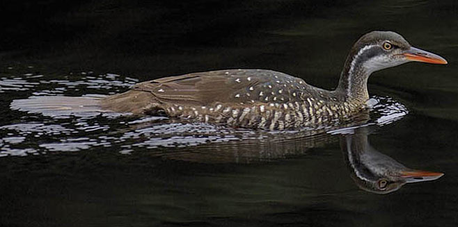 Podica senegalensis (African finfoot)