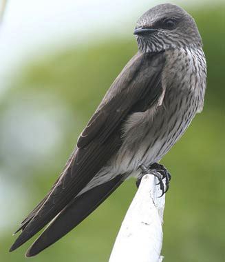 Phedina borbonica (Mascarene martin)
