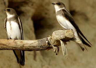 Riparia riparia (Sand martin) 