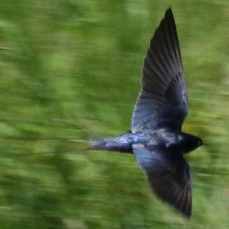Hirundo atrocaerulea (Blue swallow)