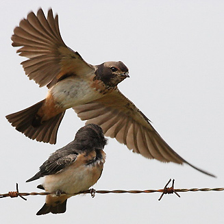 Hirundo spilodera (South African cliff-swallow)
