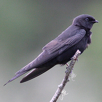 Psalidoprocne holomelaena (Black saw-wing) 