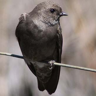 Riparia paludicola (Brown-throated martin) 