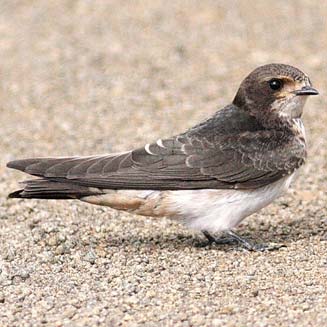 Hirundo spilodera (South African cliff-swallow) 