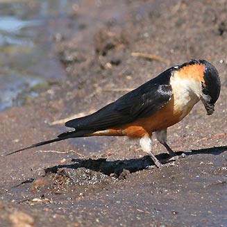 Hirundo senegalensis (Mosque swallow)