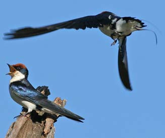 Hirundo smithii (Wire-tailed swallow)