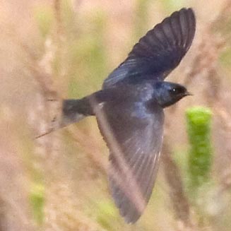 Hirundo atrocaerulea (Blue swallow)
