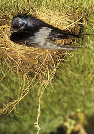 Hirundo atrocaerulea (Blue swallow)