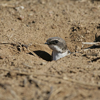 Pseudhirundo griseopyga (Grey-rumped swallow)