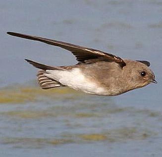 Riparia paludicola (Brown-throated martin) 