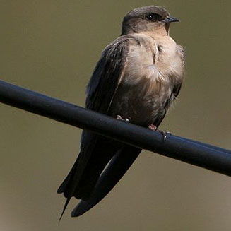 Hirundo fuligula (Rock martin)