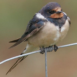 Hirundo rustica (Barn swallow, European swallow)