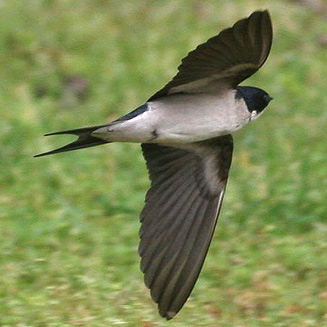 Hirundo dimidiata (Pearl-breasted swallow) 
