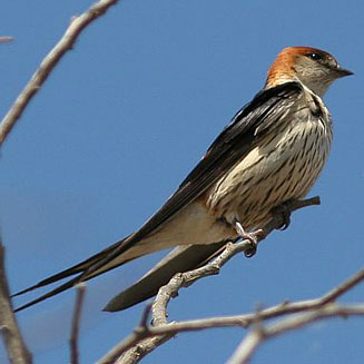 Hirundo cucullata (Greater striped swallow) 