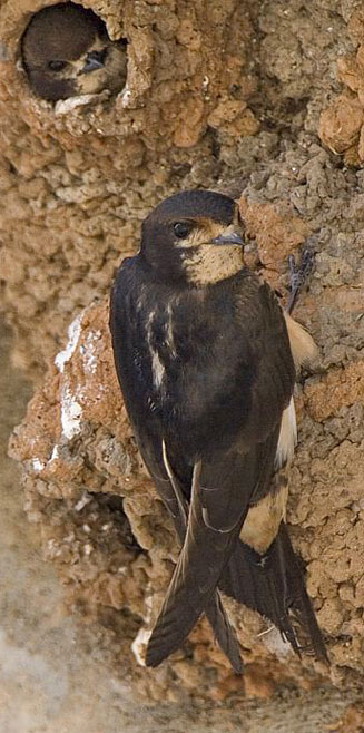 Hirundo spilodera (South African cliff-swallow)