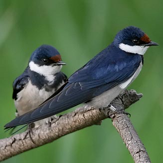 Hirundo albigularis (White-throated swallow)