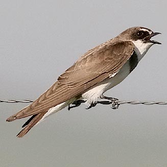 Riparia cincta (Banded martin) 