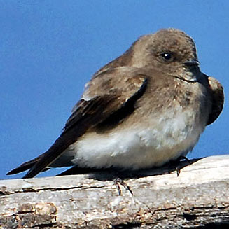 Riparia paludicola (Brown-throated martin) 