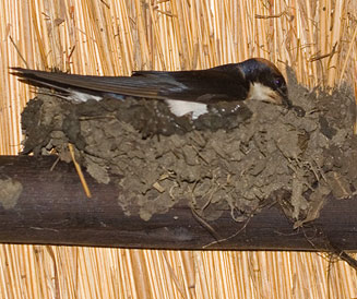 Hirundo smithii (Wire-tailed swallow)