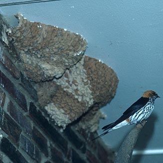 Hirundo abyssinica (Lesser striped swallow)