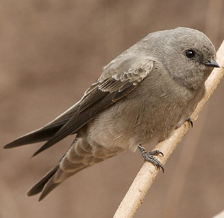 Riparia paludicola (Brown-throated martin) 