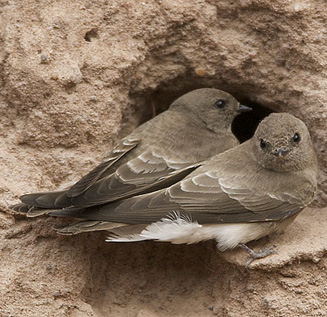 Riparia paludicola (Brown-throated martin)