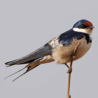 Hirundo albigularis (White-throated swallow)