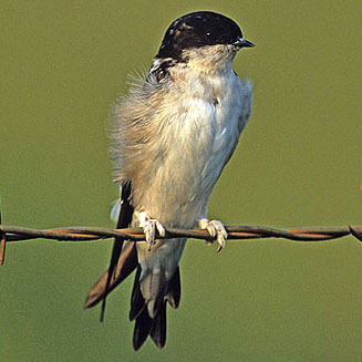 Delichon urbicum (Common house-martin, House martin)&nbsp;