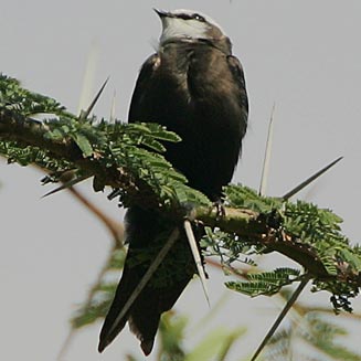Psalidoprocne albiceps (White-headed saw-wing)