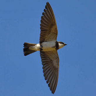 Riparia cincta (Banded martin) 