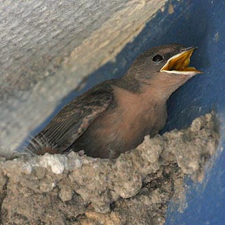 Hirundo fuligula (Rock martin)