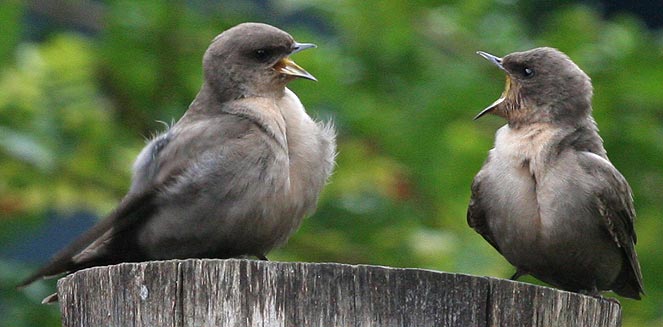 Hirundo fuligula (Rock martin)