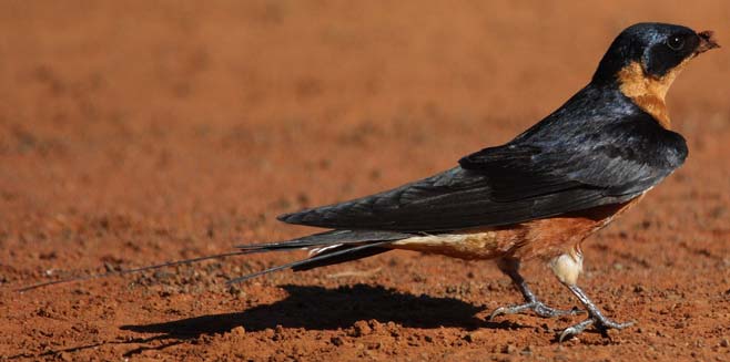Hirundo semirufa (Red-breasted swallow) 