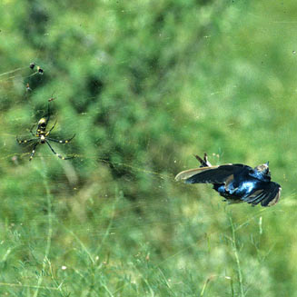 Hirundo rustica (Barn swallow, European swallow)