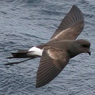 Oceanites oceanicus (Wilson's storm-petrel) 