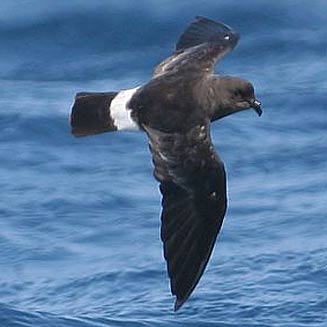 Hydrobates pelagicus (European storm-petrel)