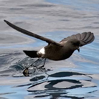 Oceanites oceanicus (Wilson's storm-petrel) 