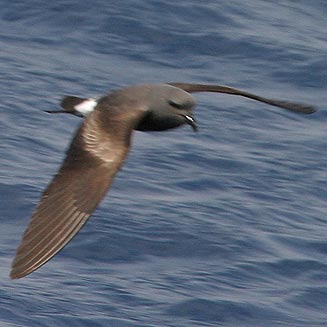 Oceanodroma leucorhoa (Leach's storm-petrel)